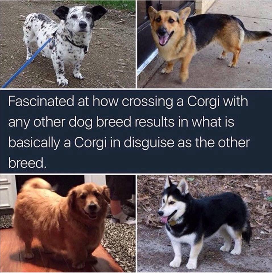 3T NIl oA eSS ale N e e Al1al any other dog breed results in what is o VA NleleHIgNe N BRt alXeligleg o ITe