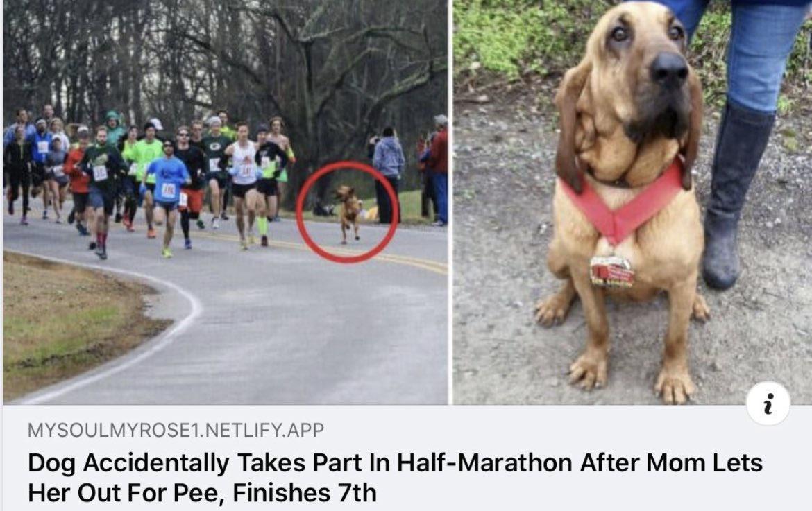 MYSOULMYROSE1NETLIFYAPP Dog Accidentally Takes Part In Half Marathon After Mom Lets Her Out For Pee Finishes 7th