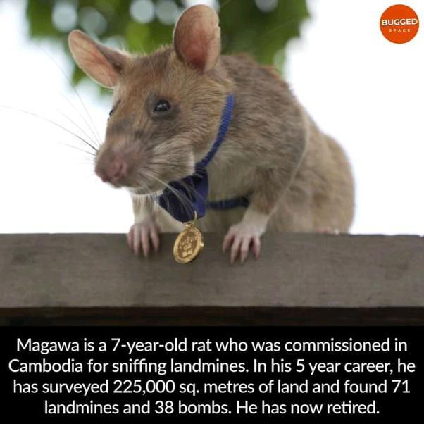 V ET ENE R WAV erel o N 4O RWE Y olely y S Tea e K1y Cambodia for sniffing landmines In his 5 year career he has surveyed 225000 sq metres of land and found 71 landmines and 38 bombs He has now retired
