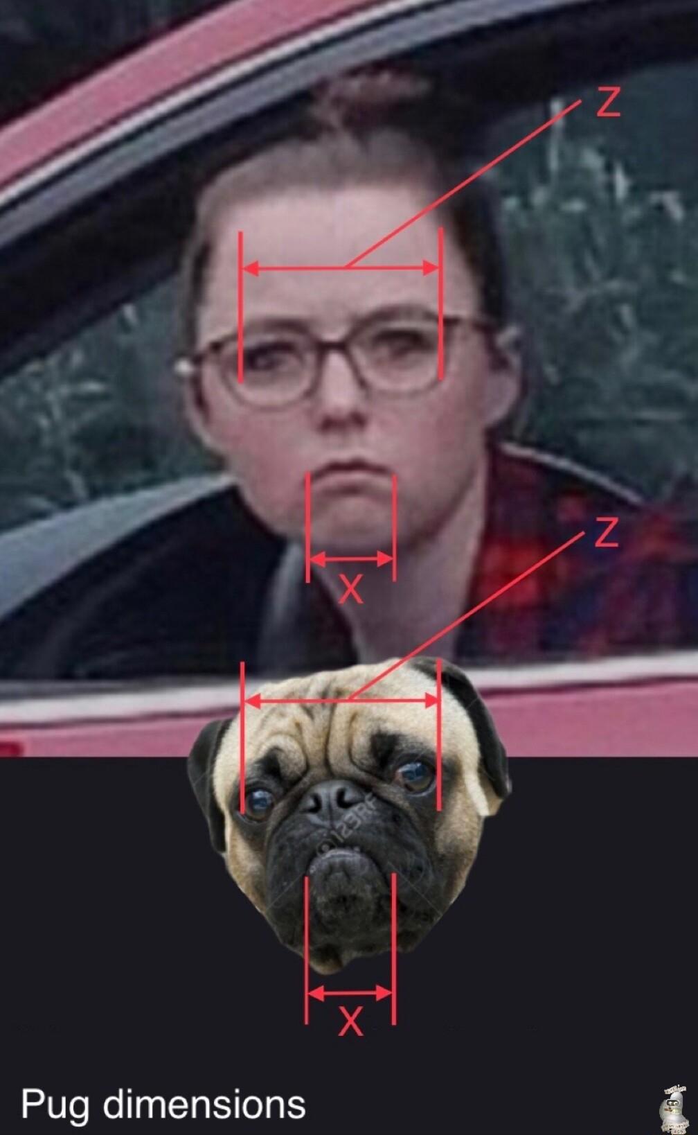 Pug dimensions i