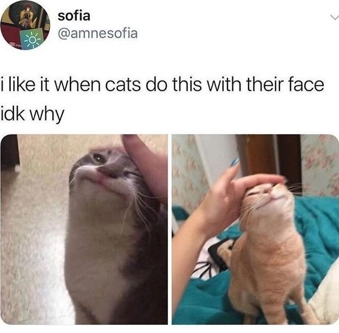 sofia amnesofia i like it when cats do this with their face idk why 112218 0437