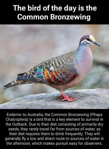 The bird of the day is the Common Bronzewing. Endemic to Australia, the Common Bronzewing (Phaps Chalcoptera) is a bird that is a key element to survival in the Outback. Due to their diet consisting of primarily dry seeds, they rarely travel far from sources of water, as their diet requires them to drink frequently. They will generally fly a low an
