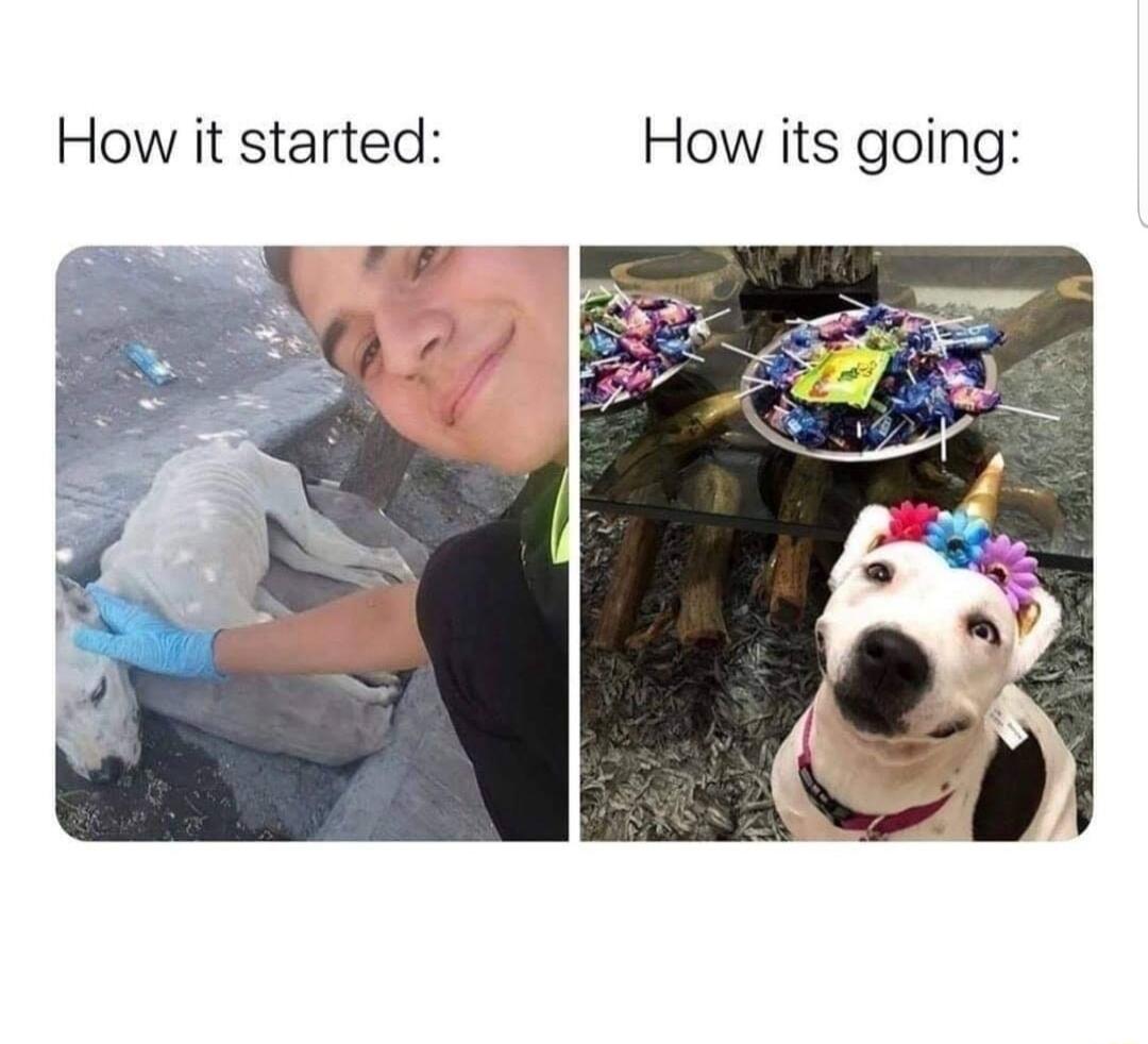 How it started How its going i