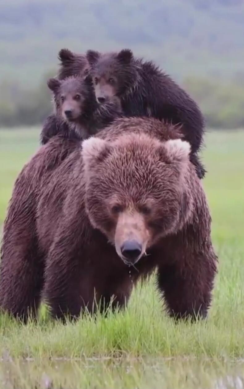 A large brown bear walks through a grassy, wet field with two small bear cubs riding on its back. The cubs are dark brown and appear to be looking around. The adult bear has a wet coat and is looking forward.
