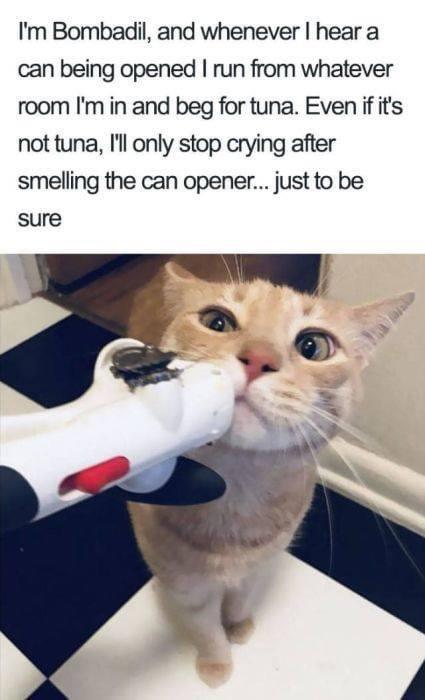 Im Bombadil and whenever hear a can being opened run from whatever room Im in and beg for tuna Even if its not tuna Il only stop crying after smelling the can opener just to be sure