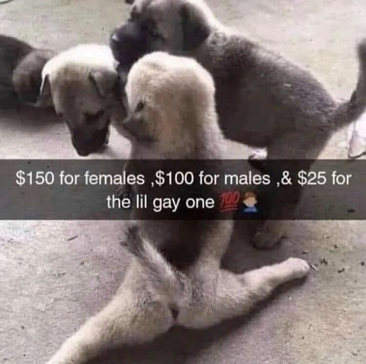 $150 for females, $100 for males, & $25 for the lil gay one