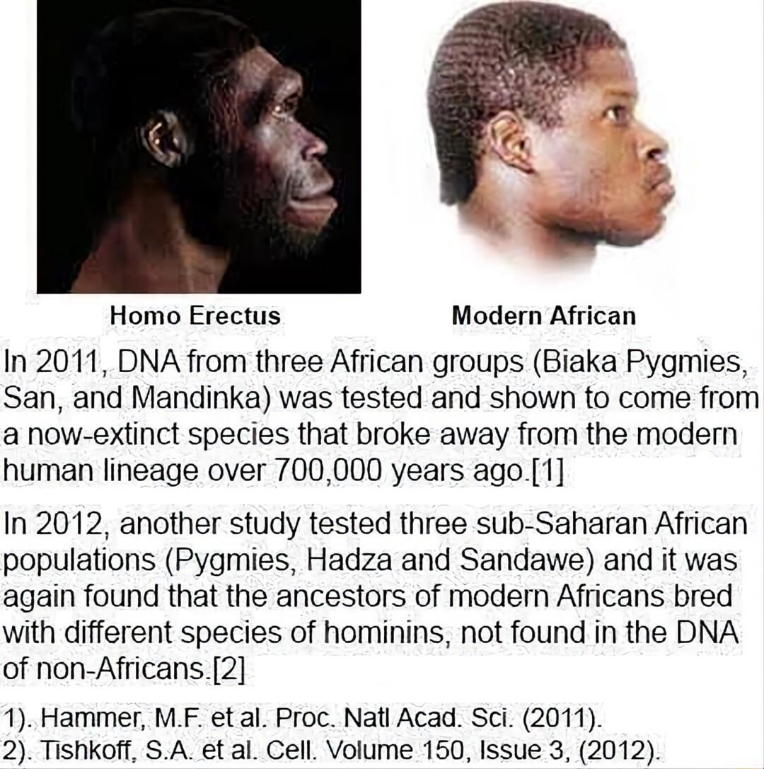 Homo Erectus Modern African In 2011 DNA from three African groups Biaka Pygmies San and Mandinka was tested and shown to come from a now extinct species that broke away from the modern human lineage over 700000 years ago1 In 2012 another study tested three sub Saharan African populations Pygmies Hadza and Sandawe and it was again found that the ancestors of modern Africans bred with different spec