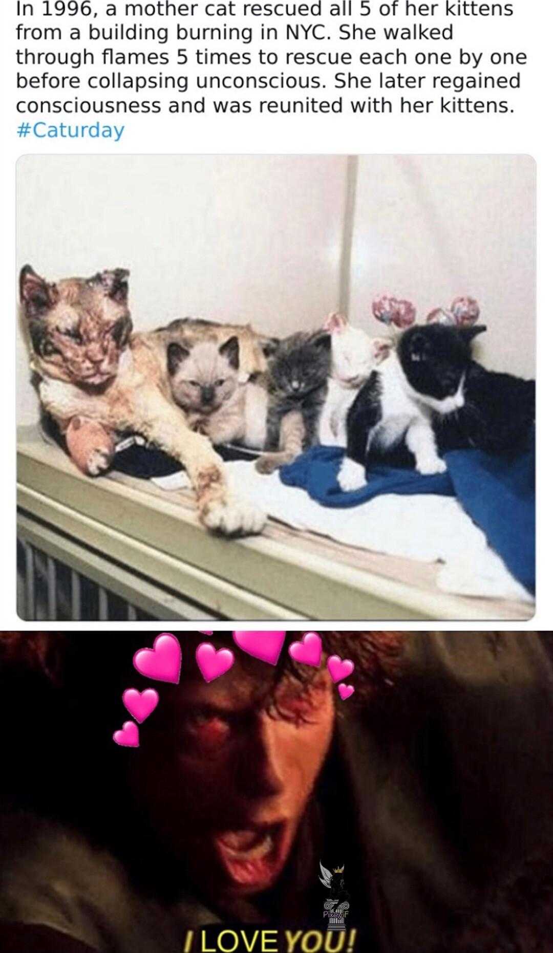 In 1996 a mother cat rescued all 5 of her kittens from a building burning in NYC She walked through flames 5 times to rescue each one by one before collapsing unconscious She later regained consciousness and was reunited with her kittens Caturday