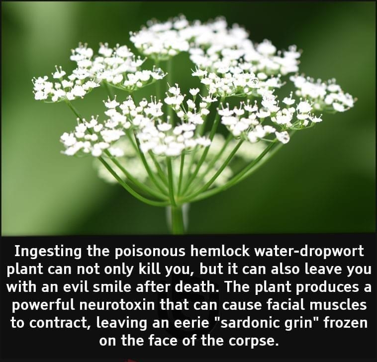 Ingesting the poisonous hemlock water dropwort plant can not only kill you but it can also leave you with an evil smile after death The plant produces a powerful neurotoxin that can cause facial muscles to contract leaving an eerie sardonic grin frozen on the face of the corpse