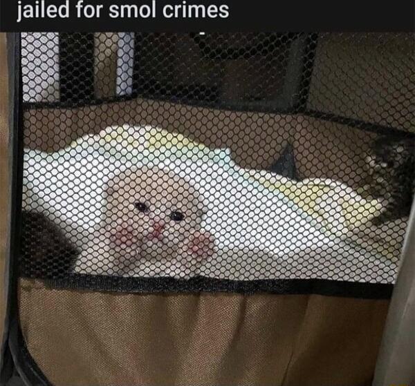 Jailed for smol crimes