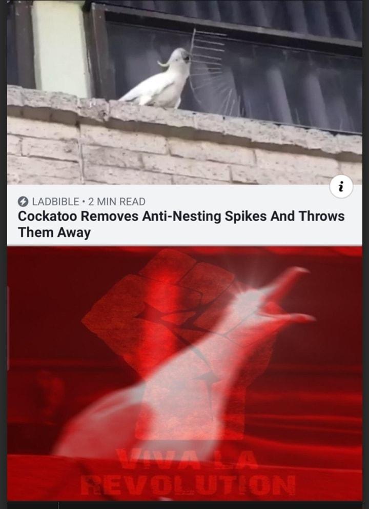 LADBIBLE 2 MIN REA Cockatoo Removes Anti Nesting Spikes And Throws Them Away