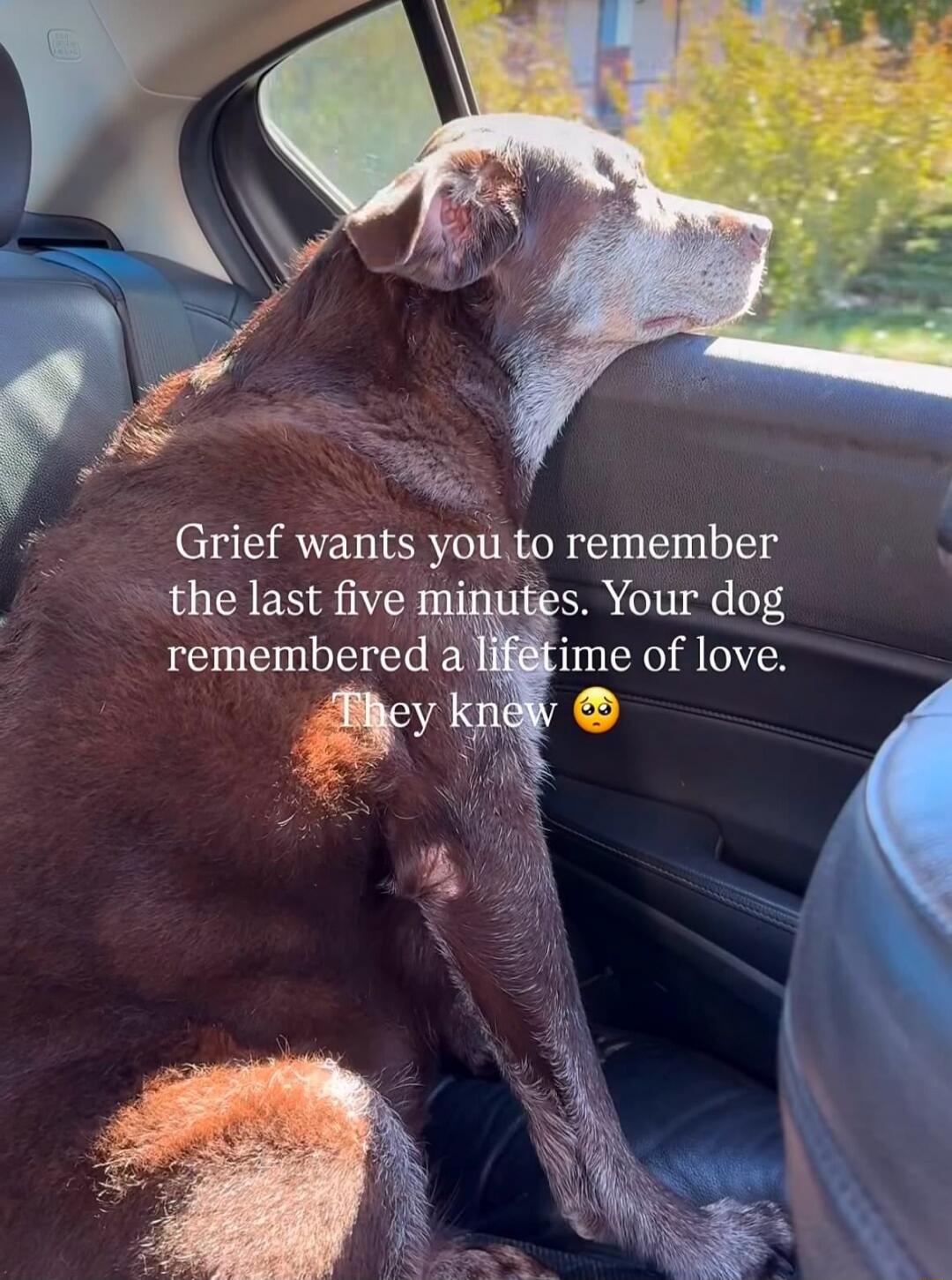 Grief wants you to remember the last five minutes. Your dog remembered a lifetime of love. They knew 🥺