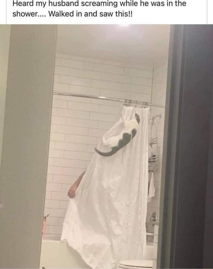 Heard my husband screaming while he was in the shower Walked in and saw this