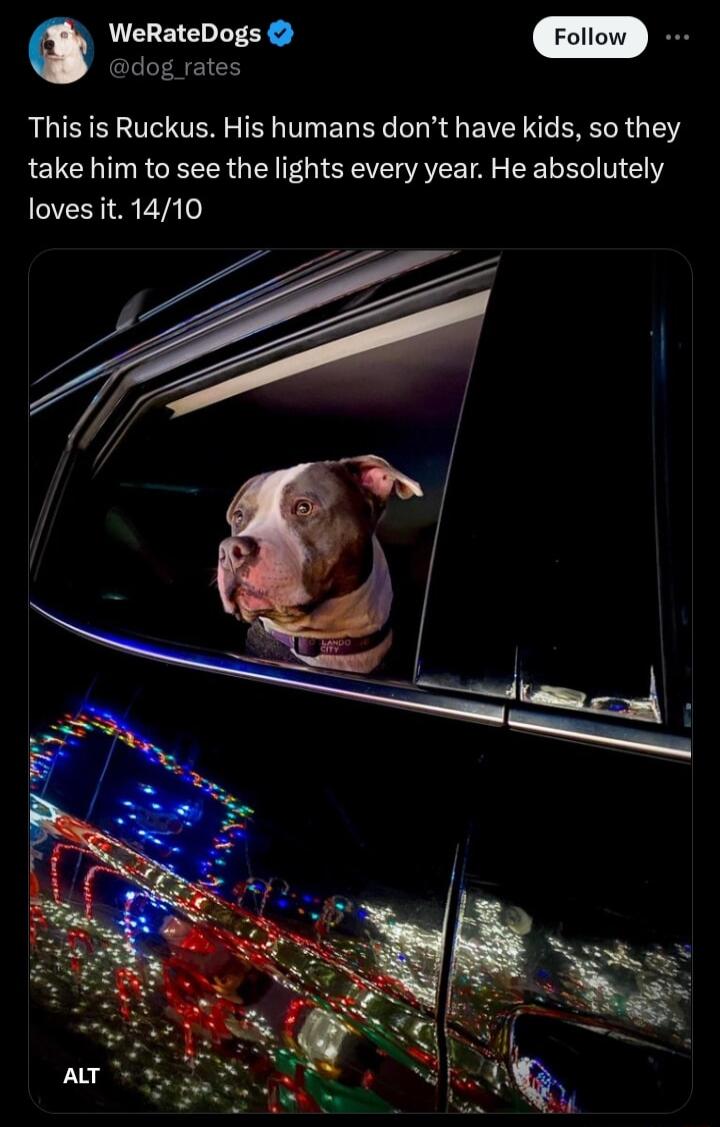 WeRateDogs dog rates This is Ruckus His humans dont have kids so they take him to see the lights every year He absolutely loves it 1410