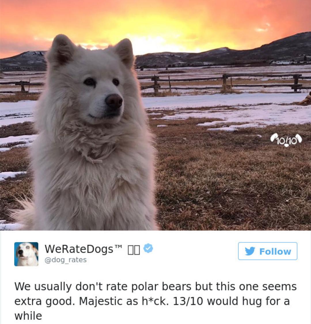 i WeRateDogs dog_rates We usually dont rate polar bears but this one seems extra good Majestic as hck 1310 would hug for a while