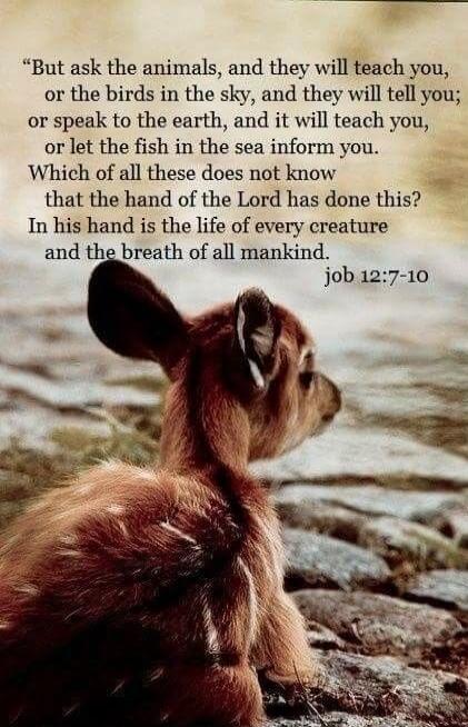 But ask the animals, and they will teach you, or the birds in the sky, and they will tell you; or speak to the earth, and it will teach you, or let the fish in the sea inform you. Which of all these does not know that the hand of the Lord has done this? In his hand is the life of every creature and the breath of all mankind. Job 12:7-10