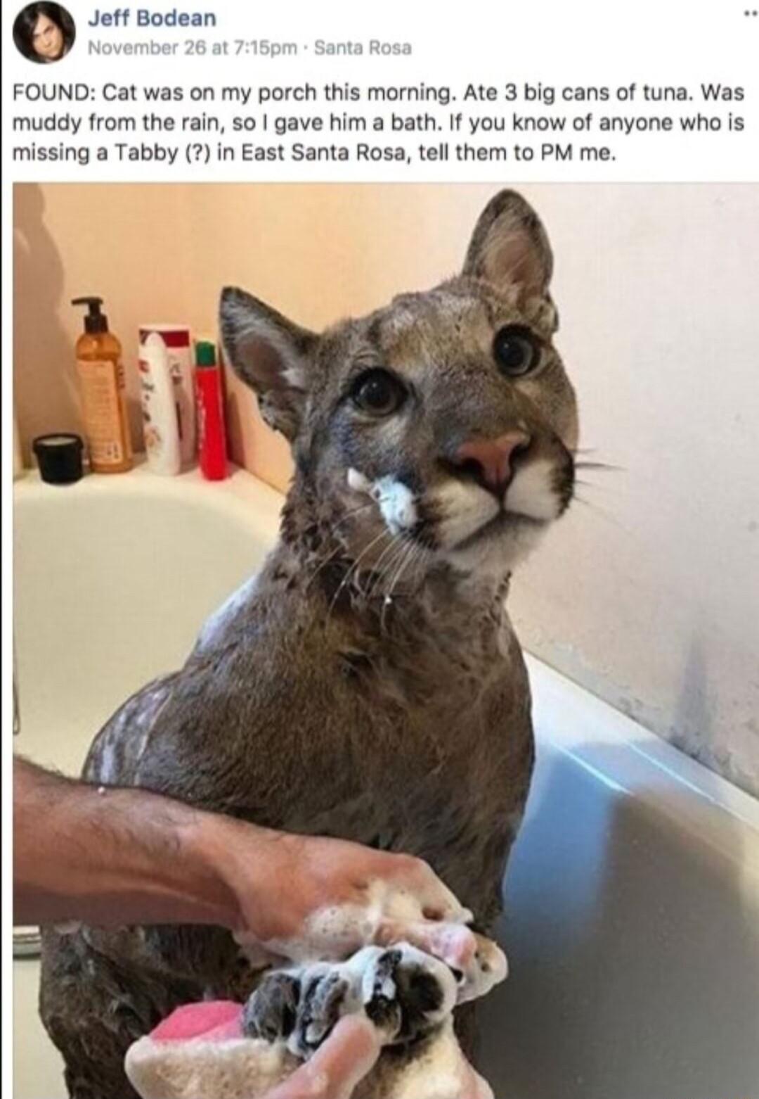 Jetf Bodean FOUND Cat was on my porch this morning Ate 3 big cans of tuna Was muddy from the rain so gave him a bath If you know of anyone who is missing a Tabby in East Santa Rosa tel them to PM me