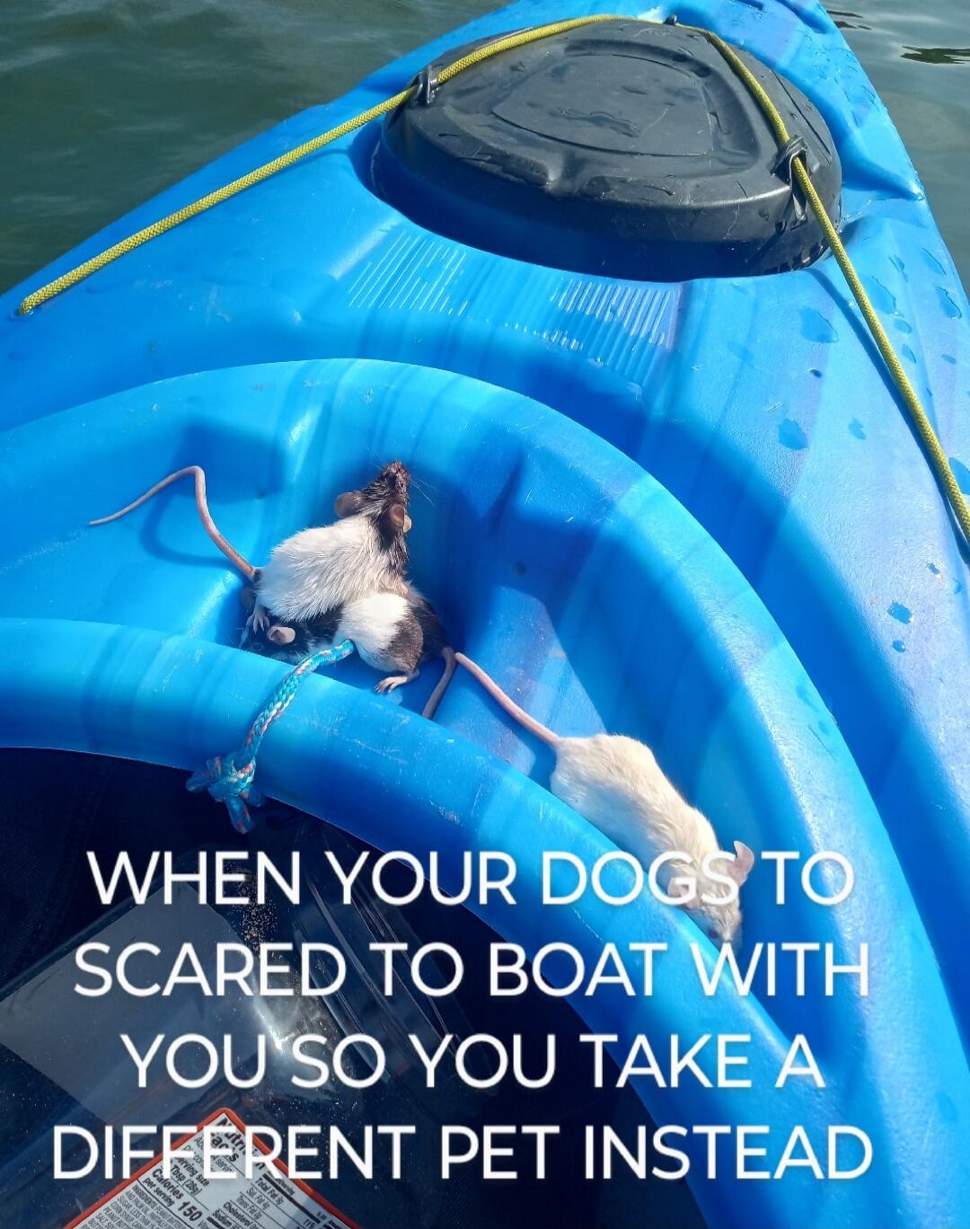 SCARED TO BOAT YO ACIVRVN mNT PET INSTEAD