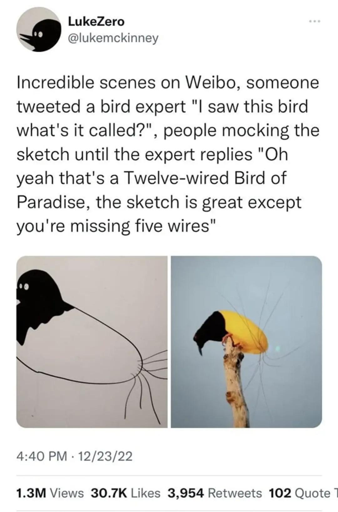 r LukeZero lukemckinney Incredible scenes on Weibo someone tweeted a bird expert l saw this bird whats it called people mocking the sketch until the expert replies Oh yeah thats a Twelve wired Bird of Paradise the sketch is great except youre missing five wires 440 PM 122322 13M Views 307K Likes 3954 Retweets 102 Quote