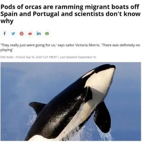 Pods of orcas are ramming migrant boats off Spain and Portugal and scientists dont know why f e in