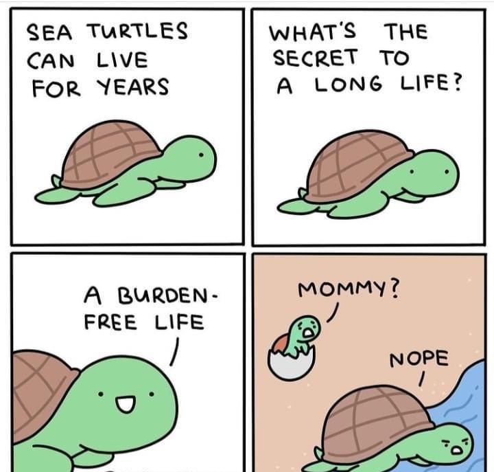 SEA TURTLES WHATS THE CAN LVE SECRET TO FOR YEARS A LONG LIFE A BURDEN FREE LIFE THESQUARECOMICS