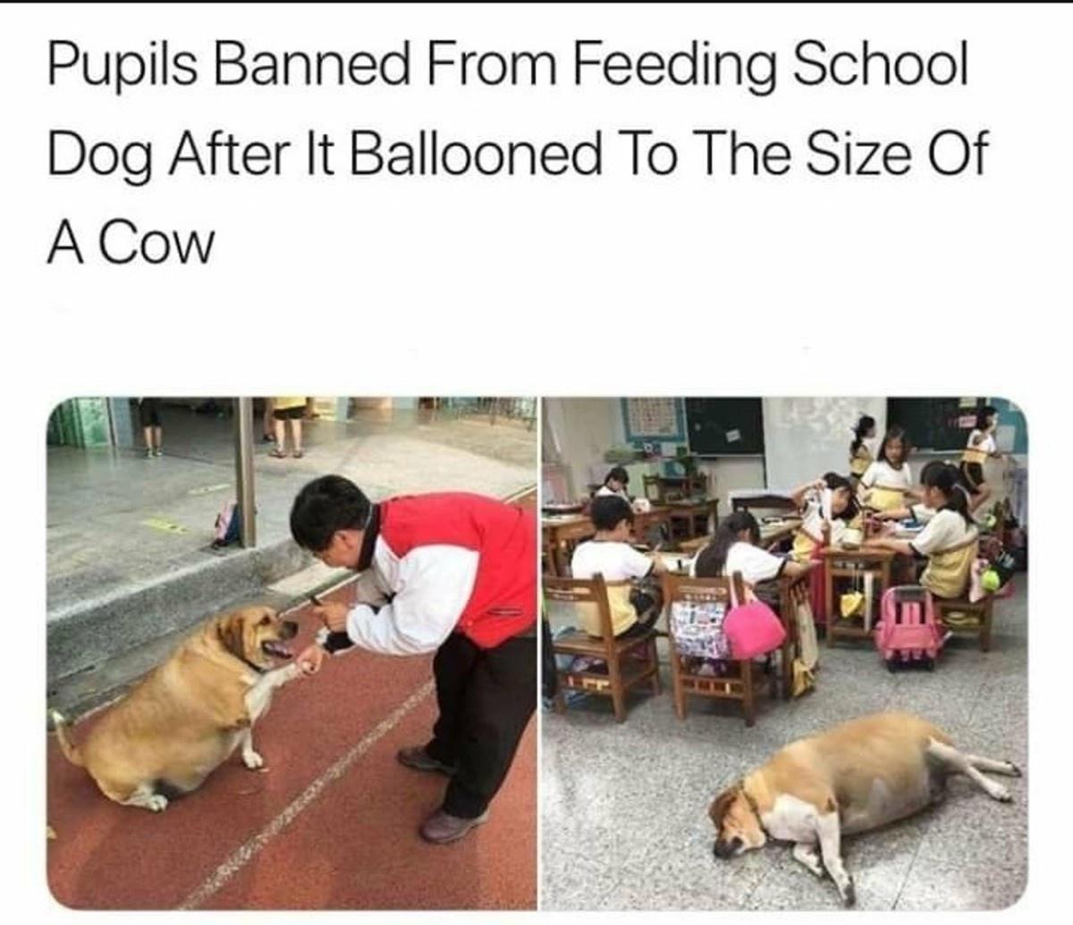 Pupils Banned From Feeding School Dog After It Ballooned To The Size Of A Cow