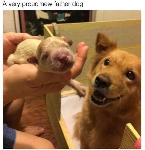 A very proud new father dog