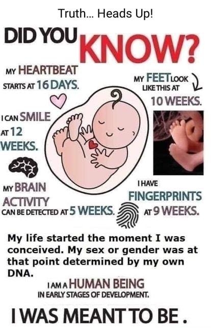 Truth Heads Up DlDYOUKN OW wy HEARTBEAT smarsr 16 DAYS MiFEE ok 10 WEEKS 1can SMILE a2 WEEKS THAVE urERAIIS FINGERPRINTS ACTIVITY i cansepetecte a5 WEEKS 5 ar9 WEEKS Q My life started the moment I was conceived My sex or gender was at that point determined by my own DNA 1ama HUMAN BEING N EARLY STAGES OF DEVELOPMENT WAS MEANT TO BE
