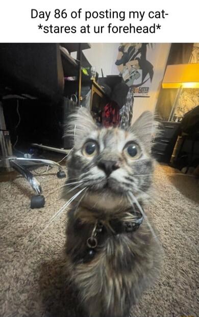 Day 86 of posting my cat stares at ur forehead