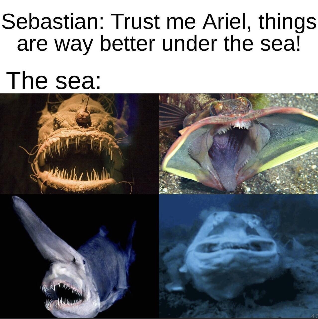 Sebastian Trust me Ariel things are way better under the sea