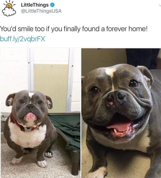 Youd smile too if you finally found a forever home buffly2vabrFX
