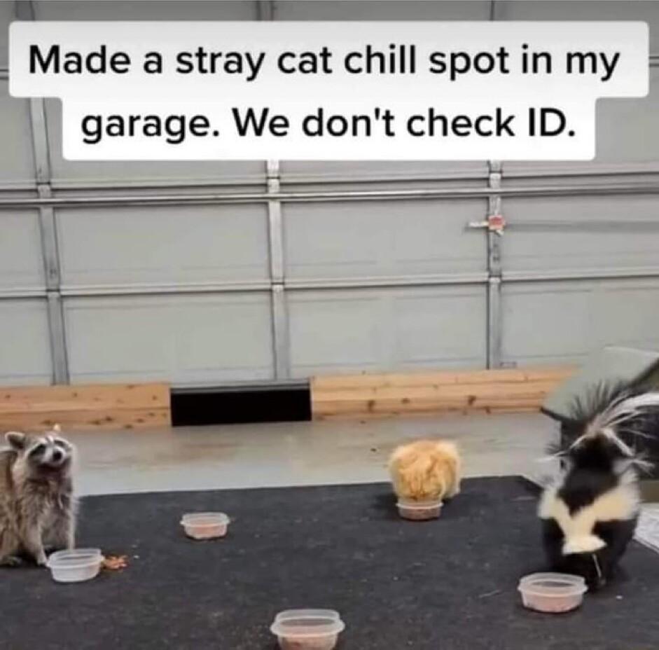 Made a stray cat chill spotin my 1 garage We dont check ID b