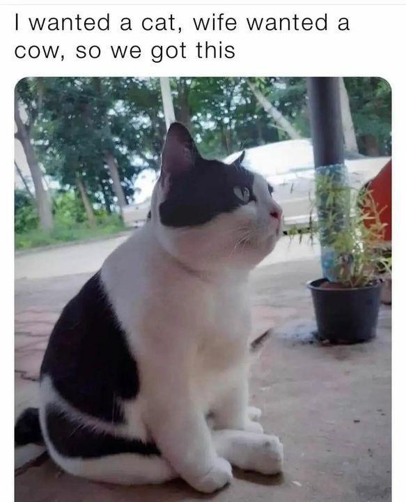 wanted a cat wife wanted a cow so we got this