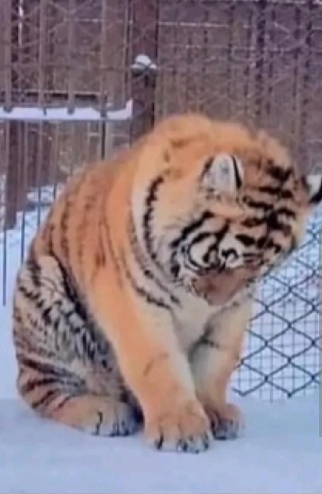 Tiger sitting on snow in a fenced enclosure.