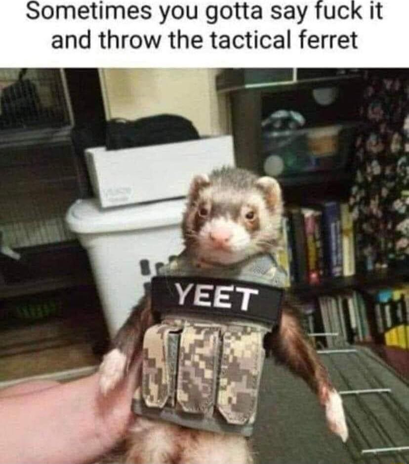 Sometimes you gotta say and throw the tactical ferret
