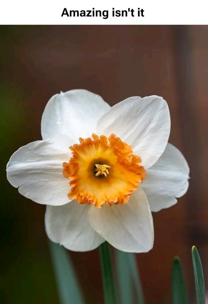 Amazing isn't it. A close-up of a white daffodil with an orange and yellow trumpet-shaped corona.