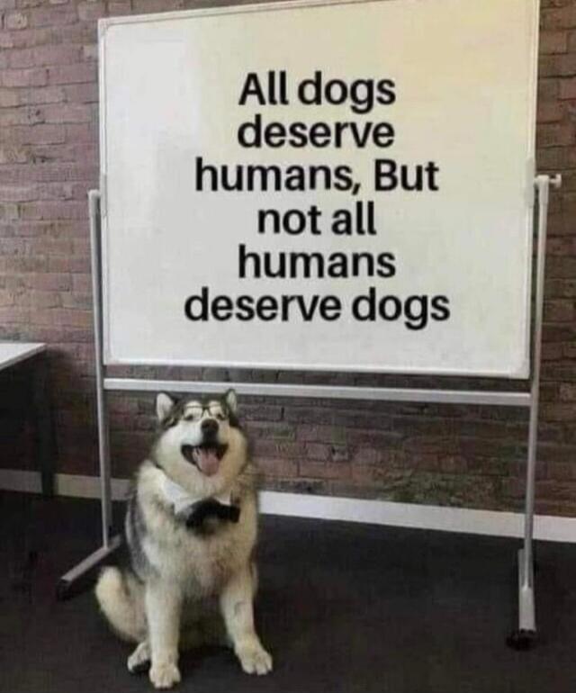 All dogs deserve humans, But not all humans deserve dogs