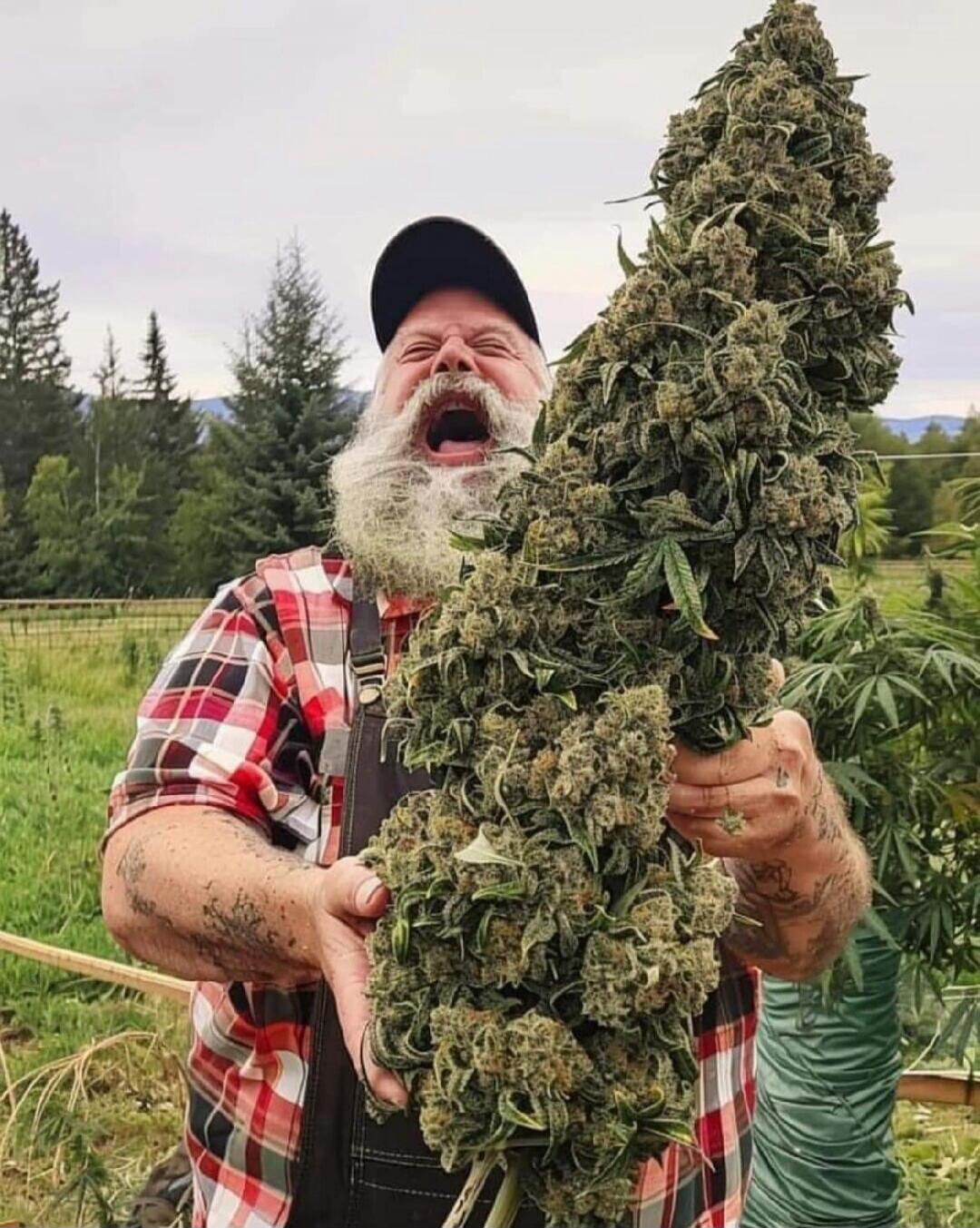 A man with a long white beard and a cap is holding a giant cannabis bud with an excited, open-mouthed expression in a field.