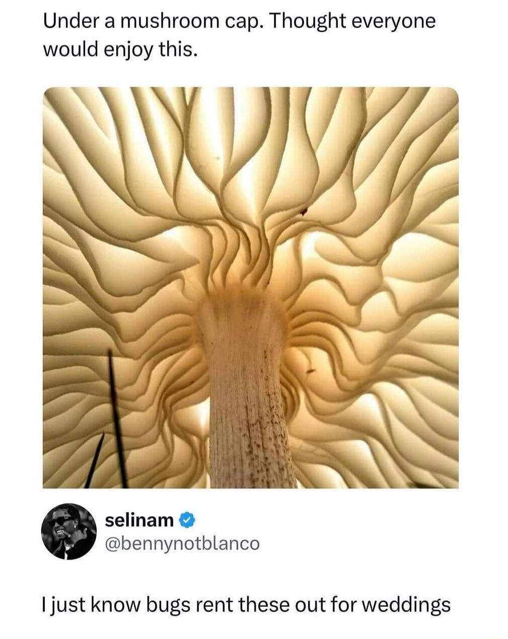 Under a mushroom cap. Thought everyone would enjoy this. [image of a mushroom cap with wavy gills] selinam @bennynotblanco I just know bugs rent these out for weddings