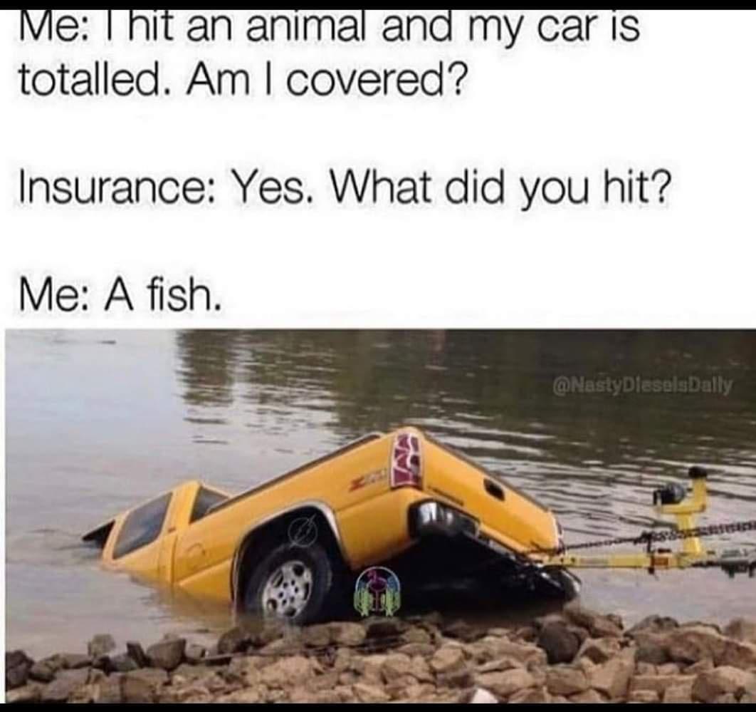 Me Thit an animal and my car IS totalled Am covered Insurance Yes What did you hit Me A fish