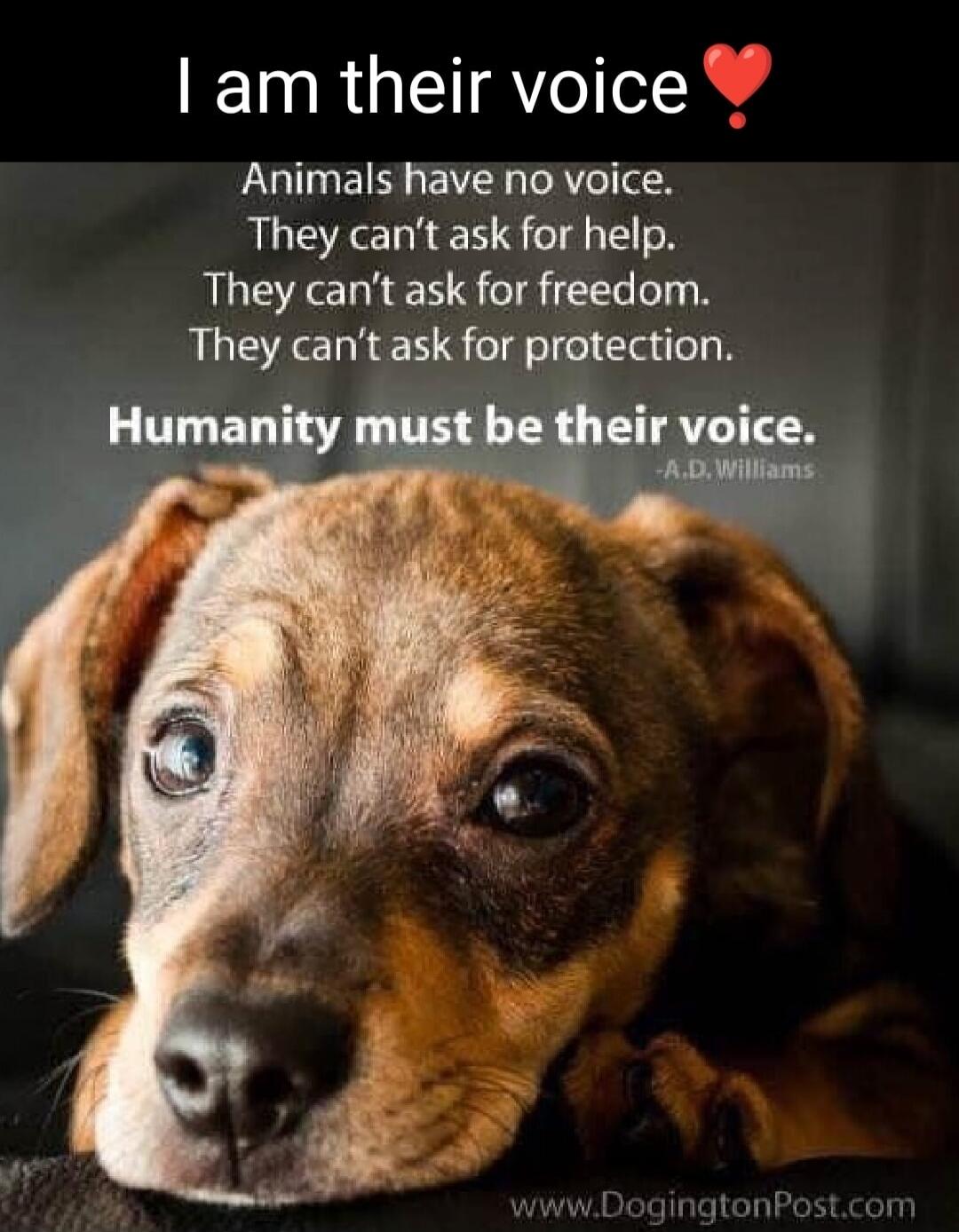 I am their voice ❤️ Animals have no voice. They can't ask for help. They can't ask for freedom. They can't ask for protection. Humanity must be their voice. -A.D. Williams www.DogingtonPost.com