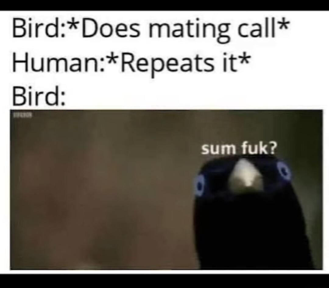 BirdDoes mating call HumanRepeats it Bird sum fuk