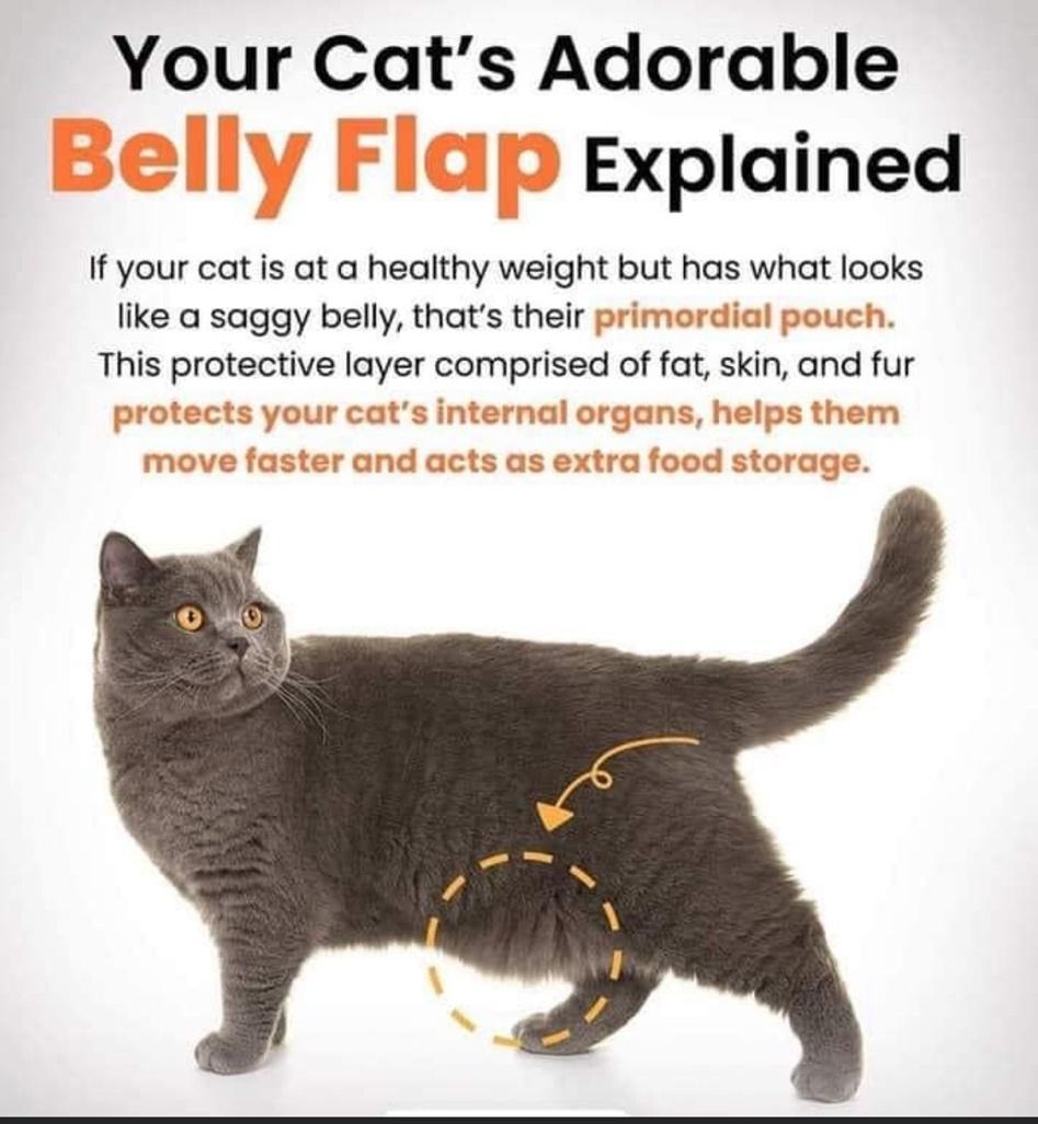 Your Cats Adorable Eelly Flap explained If your cat is at a healthy weight but has what looks like a saggy belly thats their primordial pouch This protective layer comprised of fat skin and fur protects your cats internal organs helps them move faster and acts as extra food storage