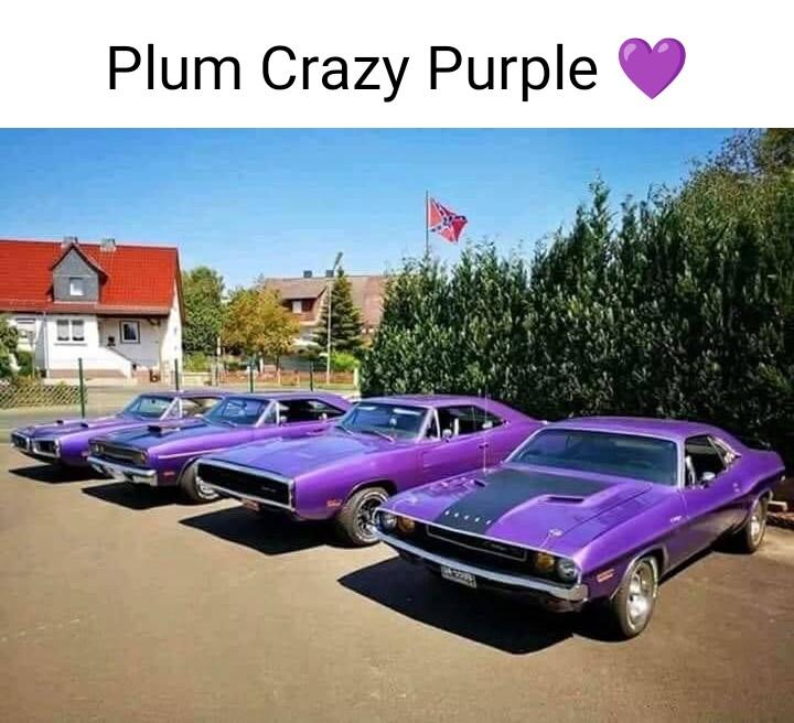 Plum Crazy Purple