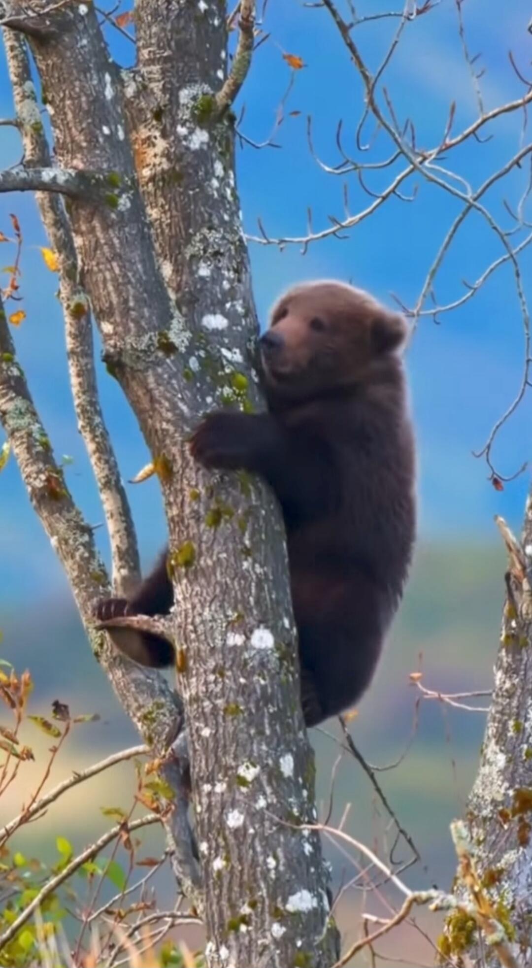 A brown bear cub is climbing a tree, gripping the trunk with its small paws.