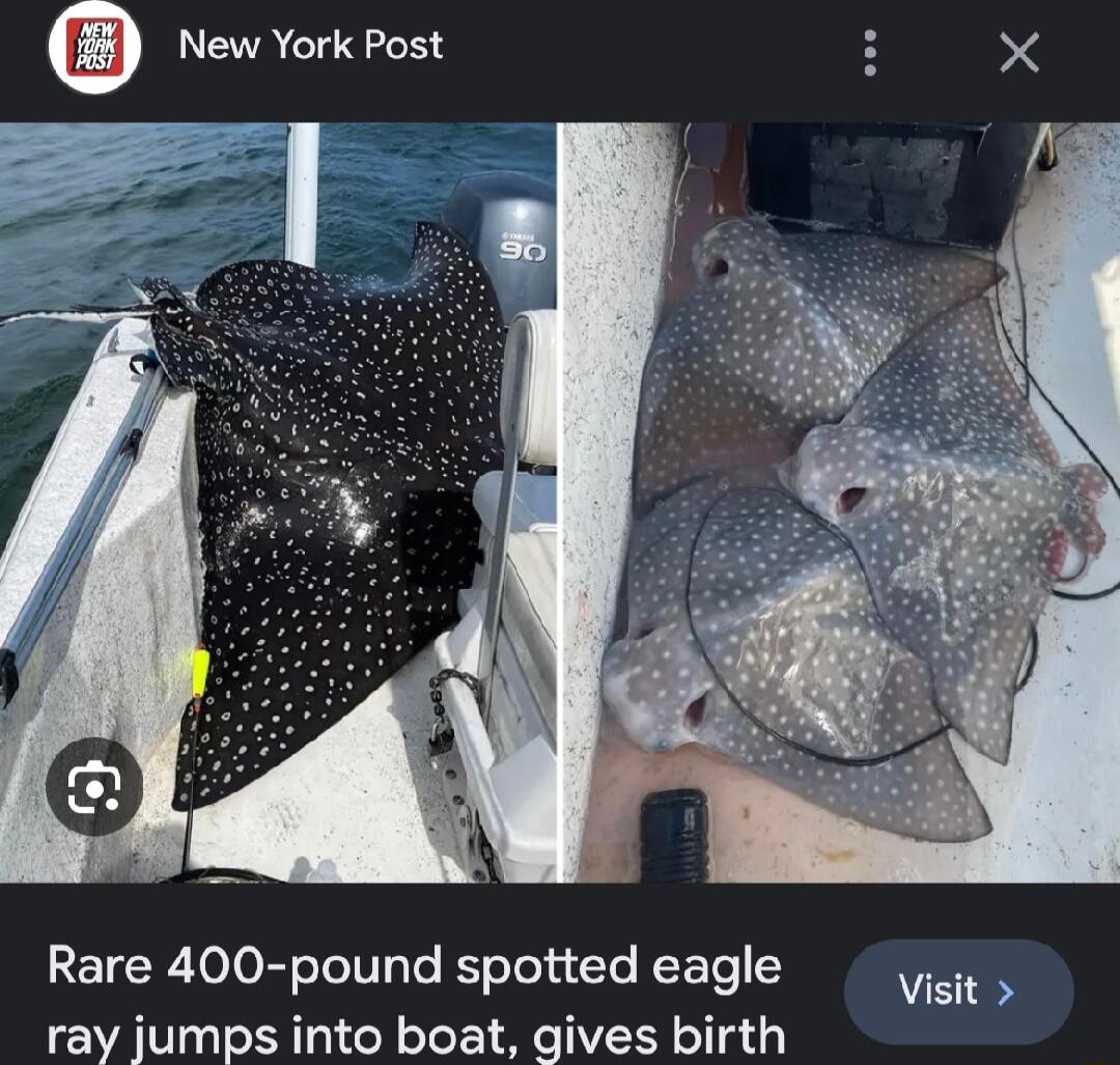 0 New York Post e ETCRToJoRTelVyTe K eTola le Yo 5 ray jumps into boat gives birth