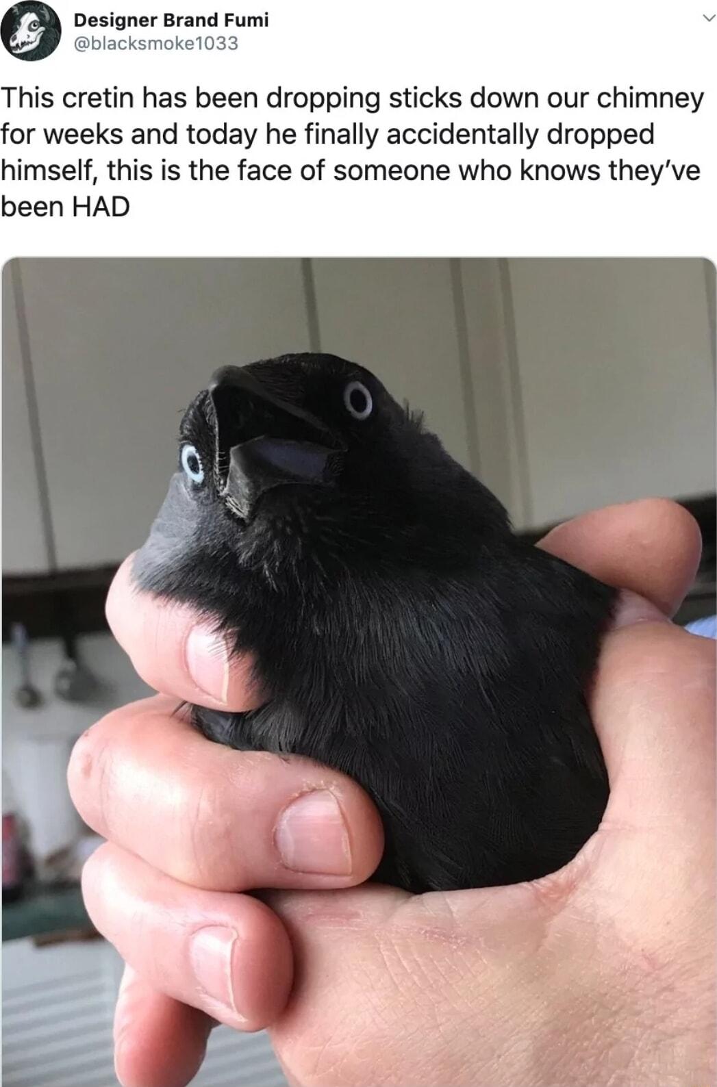 V Designer Brand Fumi This cretin has been dropping sticks down our chimney for weeks and today he finally accidentally dropped himself this is the face of someone who knows theyve been HAD