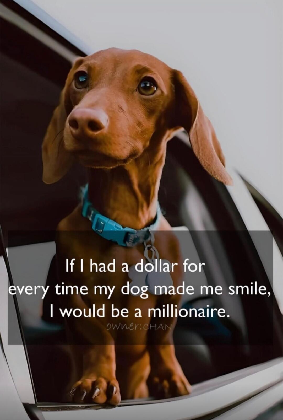 If I had a dollar for every time my dog made me smile, I would be a millionaire. OWNER:CHAN