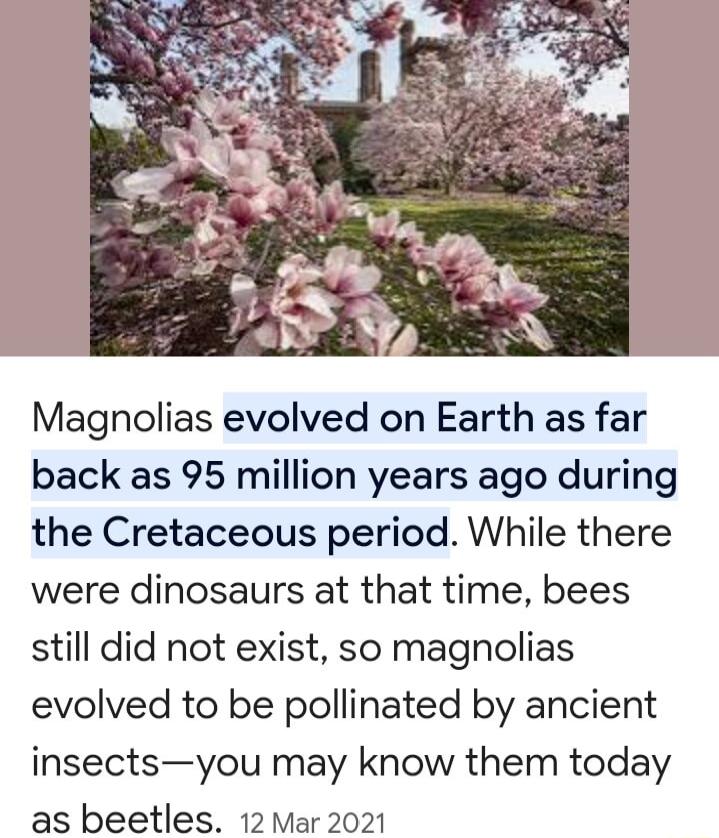 Magnolias evolved on Earth as far back as 95 million years ago during the Cretaceous period While there were dinosaurs at that time bees still did not exist so magnolias evolved to be pollinated by ancient insectsyou may know them today as beetles 12 Mar 2021