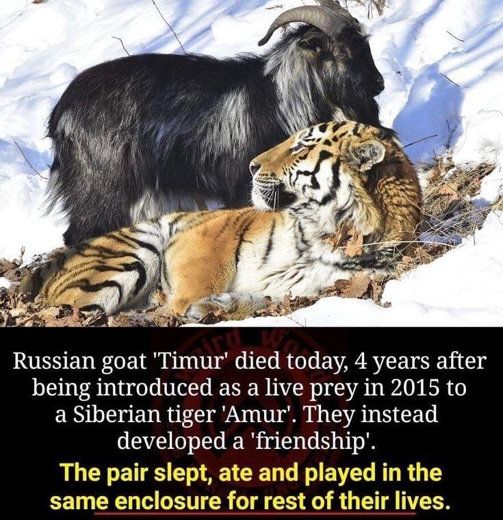 RUESENEOETR b0 ER O EVRS R SR being introduced as a live prey in 2015 to a Siberian tiger Amur They instead developed a friendship